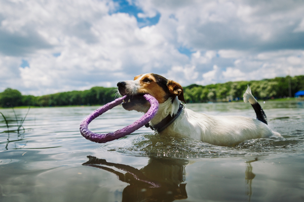 Hund spielt mit Hundespielzeug im Wasser
