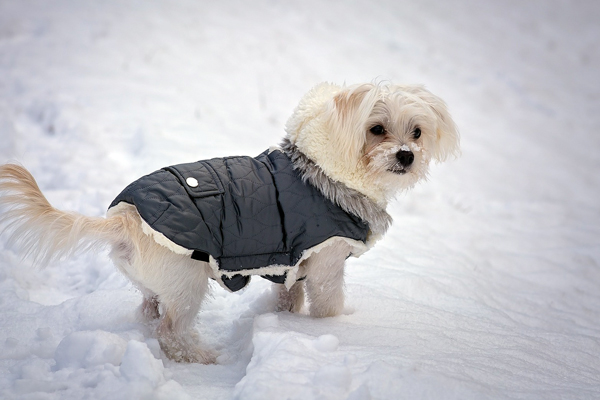 Ein Hundemantel schützt im Winter vor Kälte