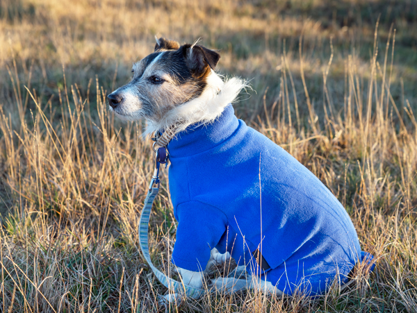 Blauer Hundemantel für den Winter