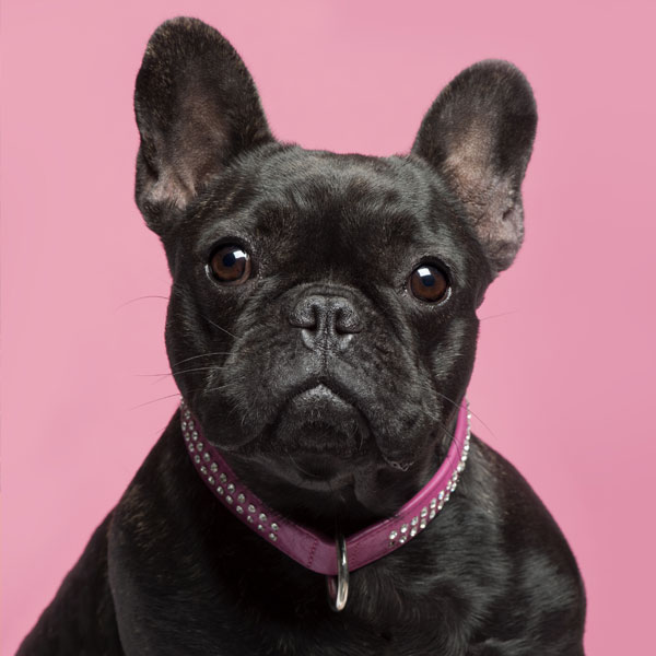 Französische Bulldogge trägt pinkes Hundehalsband
