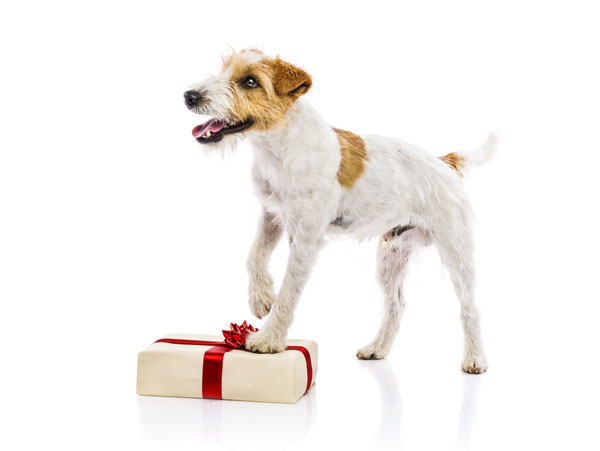 GPS Hundehalsband als Weihnachtsgeschenk für deinen Hund - Online kaufen auf Hundemantel-Mode.de