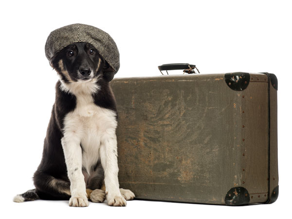 Sitzender Collie will mit seinem Koffer in den Hundeurlaub